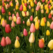 Armon&iacute;a de Tulipanes Tutti Frutti