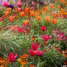 Armon&iacute;a de Tulipanes Carnaval de R&iacute;o