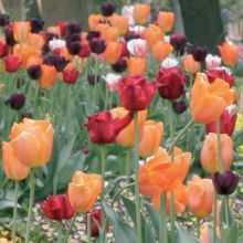 Armon&iacute;a de tulipanes Luz