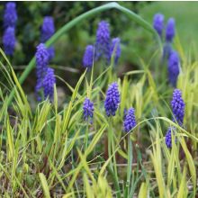 Muscari armeniacum - Muscari