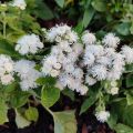 Ageratum houstonianium Cushion White