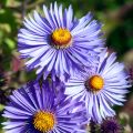 Aster novae-angliae Barrs Blue