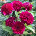 Dalia Flor de Anémona Purple Bouquet