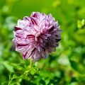Dalia bola Marble Ball