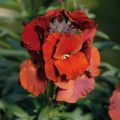 Erysimum Winter Passion - Alhelí