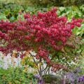 Euonymus alatus - Evónimo alado