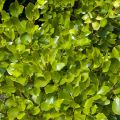 Griselinia littoralis - Kapuka
