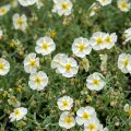 Helianthemum The Bride
