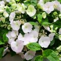 Hortensia Runaway Bride - Hydrangea