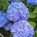 Hortensia macrophylla Nikko Blue - Hydrangea