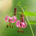 Martagón - Lilium martagon