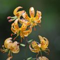 Martagón Sunny Morning - Lilium martagon
