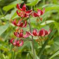 Martagón Claude Shride - Lilium martagon