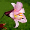Lirio Pink Perfection