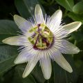 Passiflora caerulea Clear Sky - Flor de la pasión