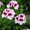 Geranio Mosquitaway Lizzy- Pelargonium