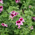 Geranio Mosquitaway Eva- Pelargonium