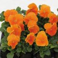 Viola hybrida Matrix F1 Orange Deep - Violeta hibrida