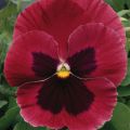 Viola hybrida Matrix F1 Rose Blotch - Violeta hibrida