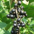 Grosella negra Andega