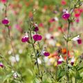Salvia greggii Amethyst Lips - Salvia de otoño