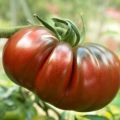 Tomate Russe rouge (planta)