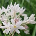 Tulbaghia violacea Pearl - Ajo social