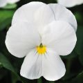 Viola cornuta Sorbet Xp F1 White - Violeta