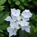 Hortensia Renaissance - Hydrangea