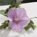 Petunia Sweet Pink - Surfinia
