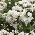 Verbena Virgo White