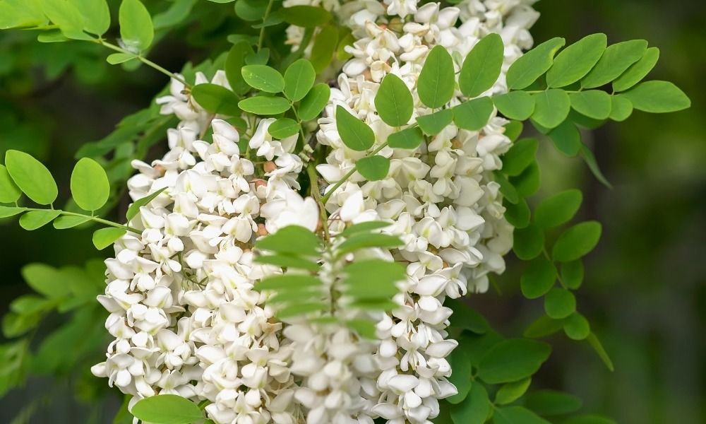 ¡Más de 500 variedades en promoción ahora mismo!