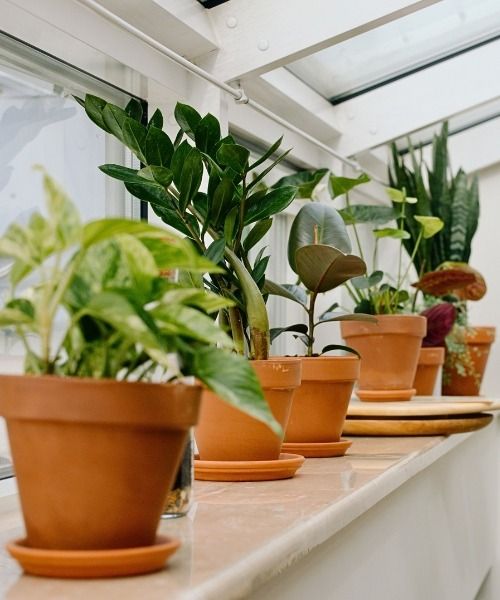 Elige tus plantas en función de sus características