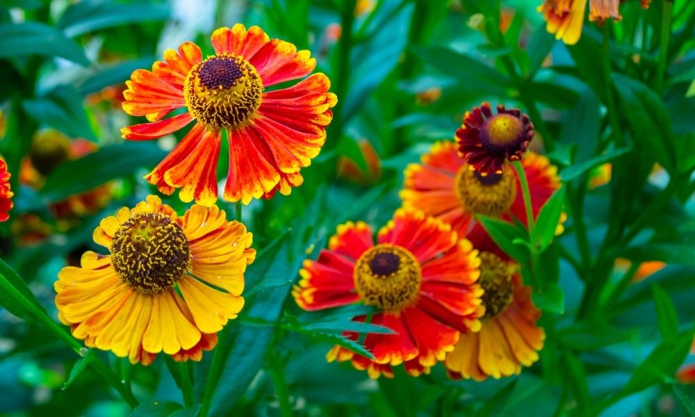 ¡Prolonga la hermosa temporada en tu jardín con plantas perennes de floración tardía!