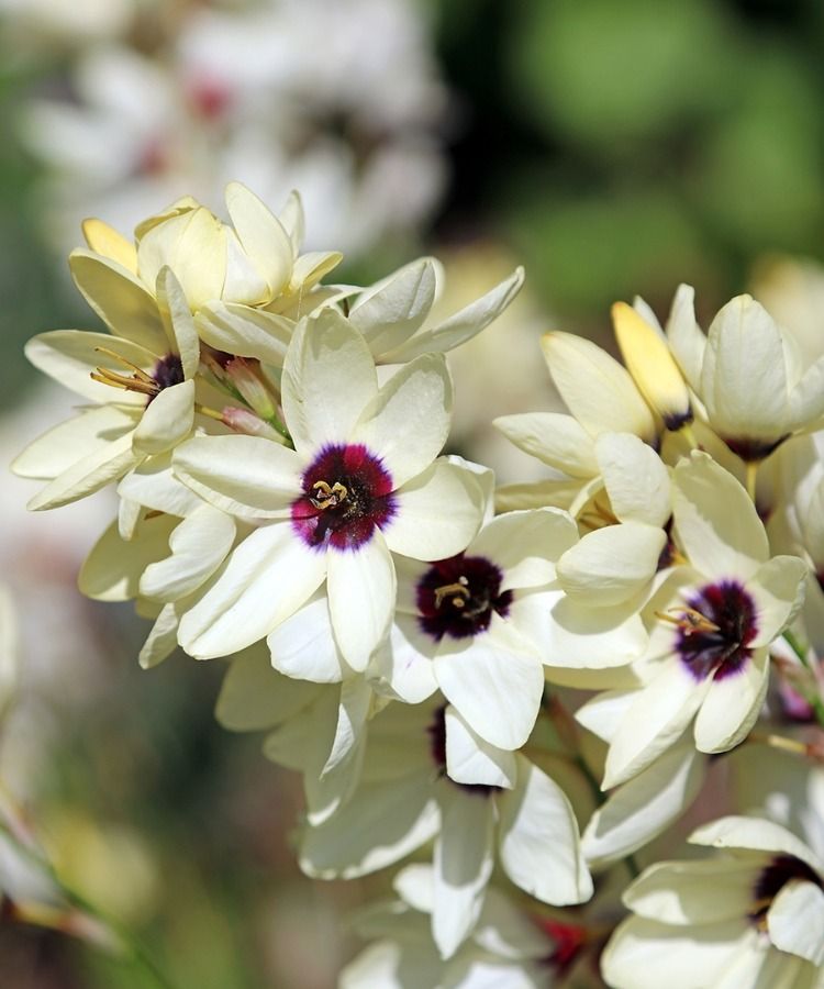 Un centenar de variedades inéditas por descubrir