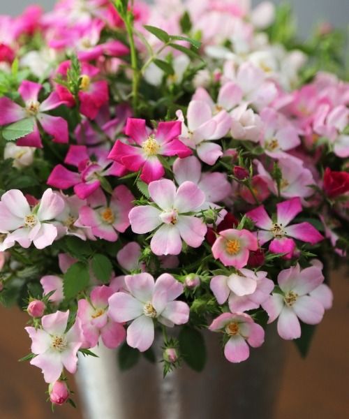 ¡Déjate seducir por estas extraordinarias novedades en miniatura!