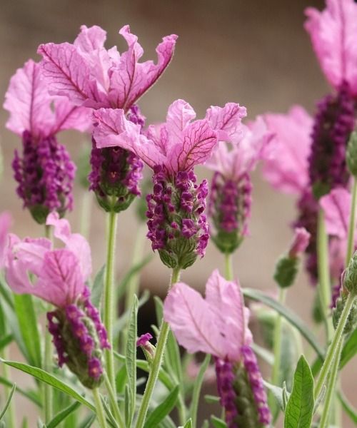 ¡Las plantas más bonitas del momento!