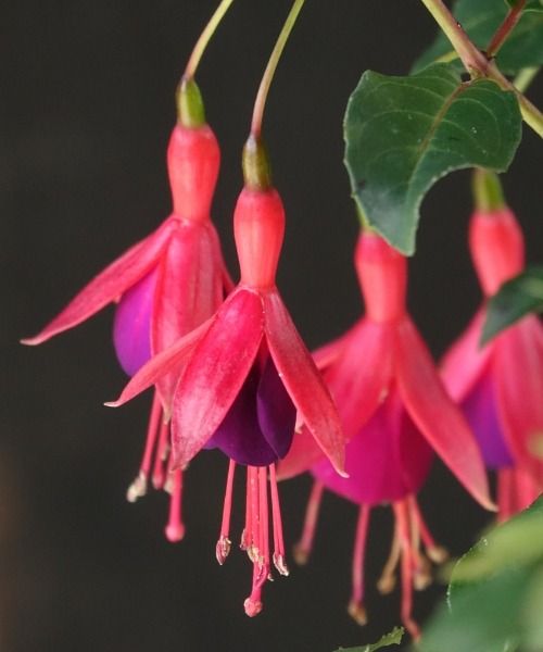 ¡Las plantas más bonitas del momento!