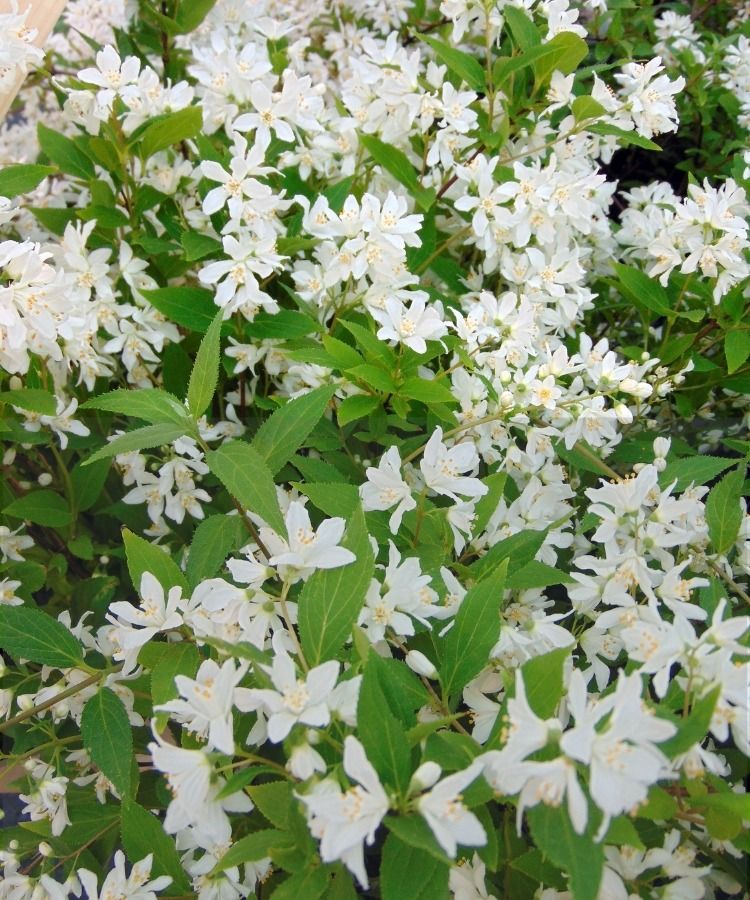 ¡La Deutzia Yuki Snowflake en maceta de 2 l / 3 l cuesta 15 € en lugar de 24,50 €!
