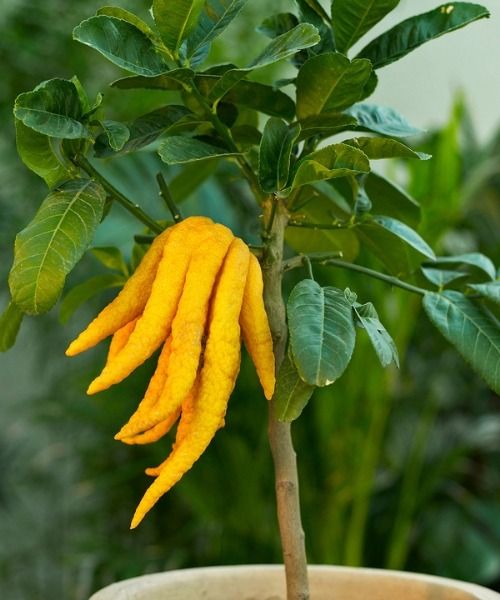 ¡Descubre nuestras ofertas en las plantas excepcionales que desafían el calor y embellecen tu jardín!
