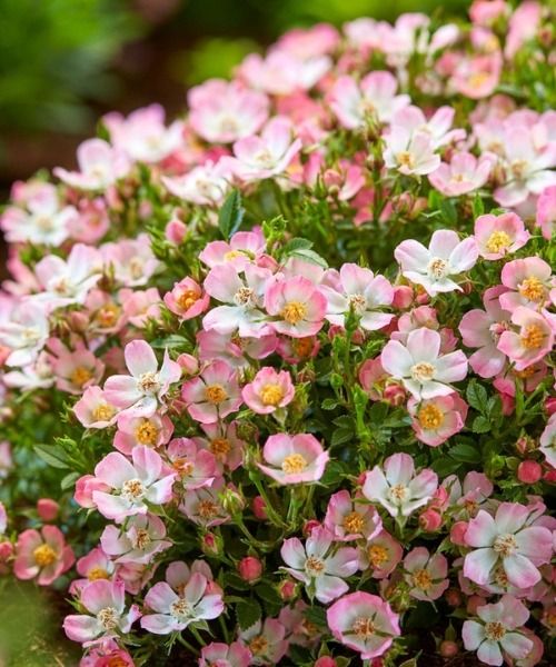 ¡Cientos de rosas, infinitos tesoros por descubrir!