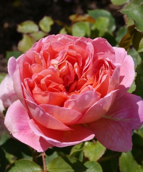 Invita a las estrellas del verano a tu jardín.