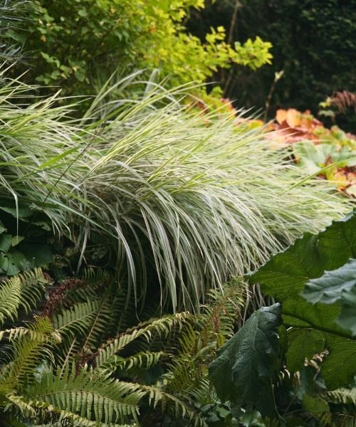 ¡20% de descuento en plantas seleccionadas!