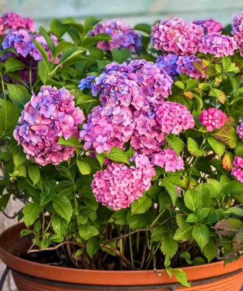¡20% de descuento en plantas seleccionadas!