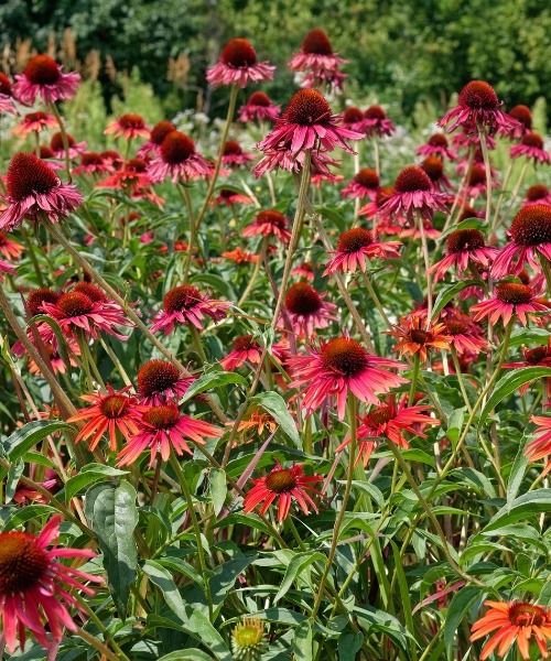 ¡hasta un 40% de descuento en más de 150 variedades!