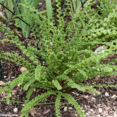 Athyrium filix-femina Frizelliae - Helecho hembra