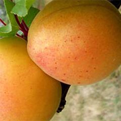 Albaricoquero Canino