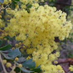 Acacia pravissima - Mimosa de oven