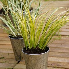 Acoro amarillo - Acorus gramineus Ogon