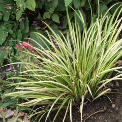 Acoro gramineus Variegatus